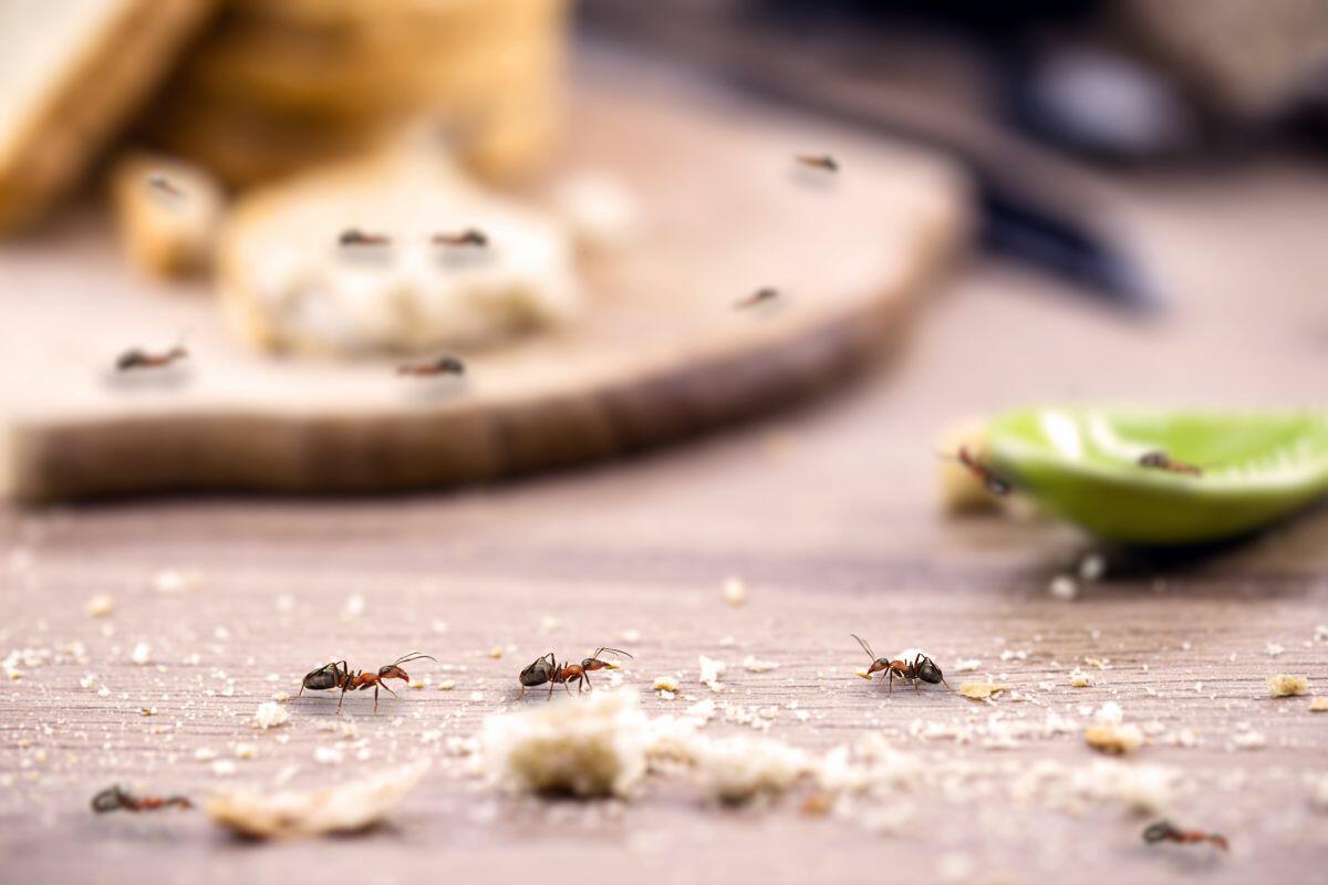 Por que é importante fazer a dedetização antes dos insetos aparecerem?