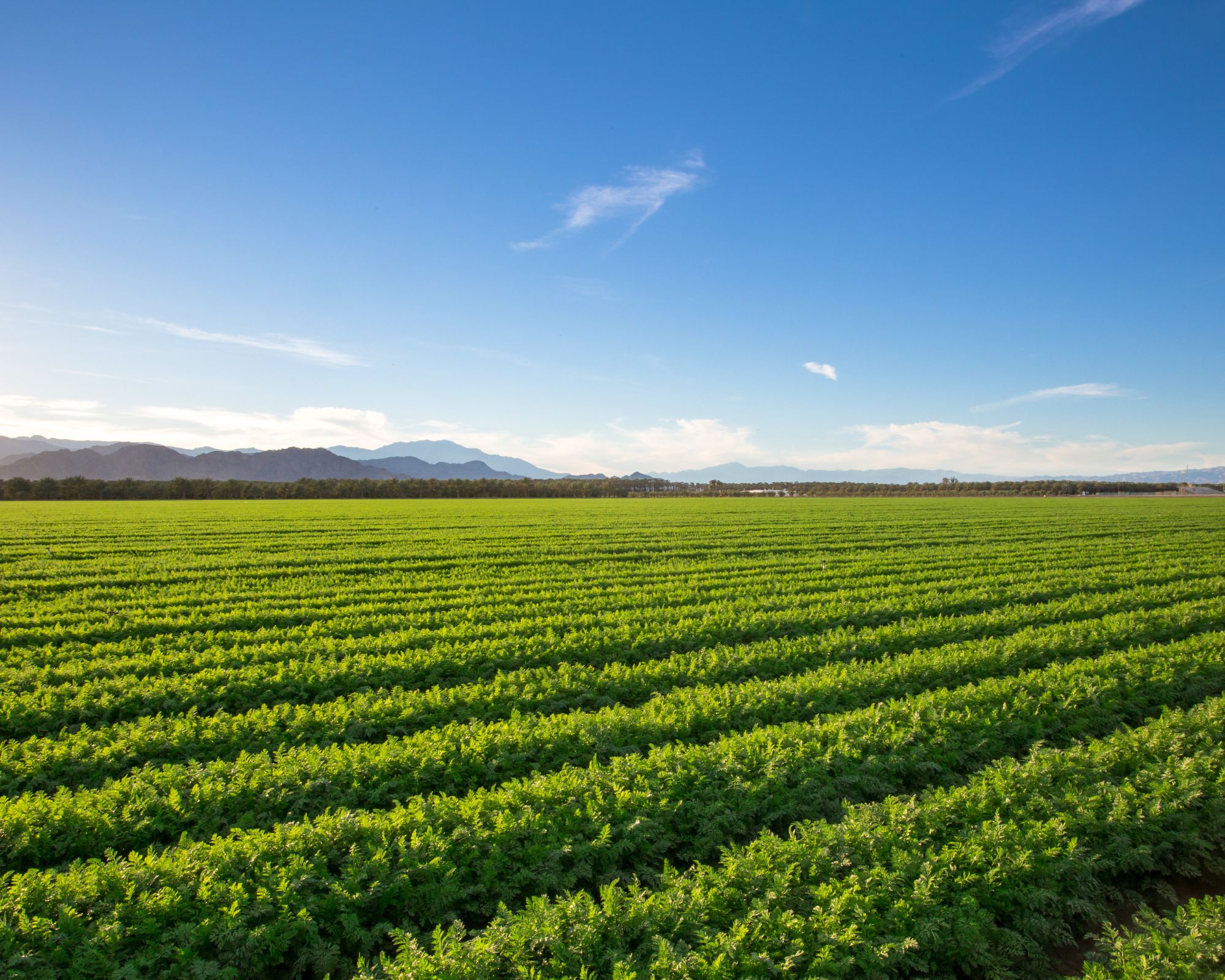 Controle Biológico de Moscas: Protegendo a Produtividade nas Fazendas e Áreas Rurais