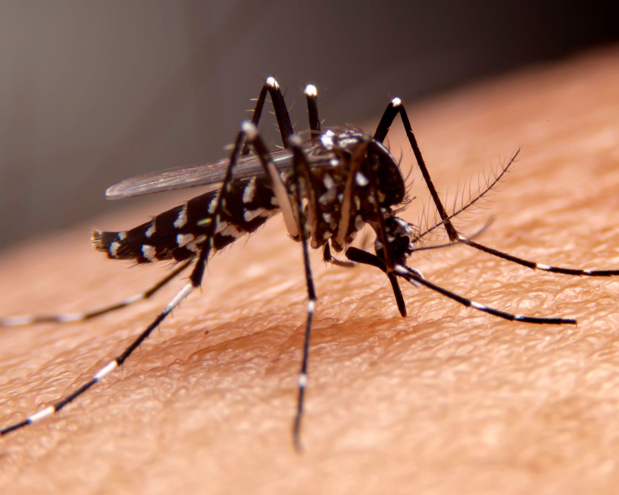 Desinsetização x Dengue: Combatendo o Mosquito, Protegendo sua Família